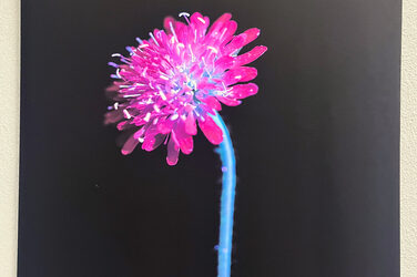 A pink flower with stem against a black background.