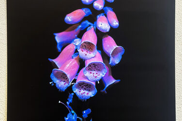 A flower stem with many bell-shaped blossoms in blue and pink hanging from it against a black background.