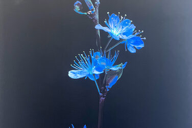 Blue flowers on a stem, with a black background behind them.