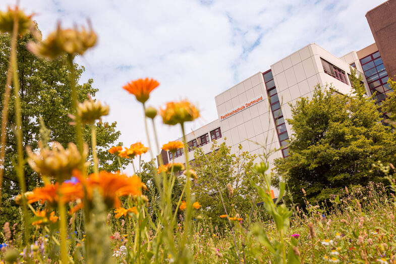 Photo of a flower meadow in focus, a building is recognizable in the background.