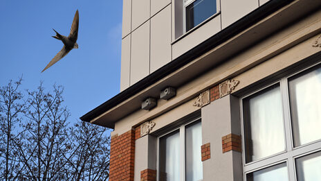 Die Montage zeigt einen Mauersegler, der auf zwei Nistkästen zufliegt, die an einem Gebäude befestigt sind.