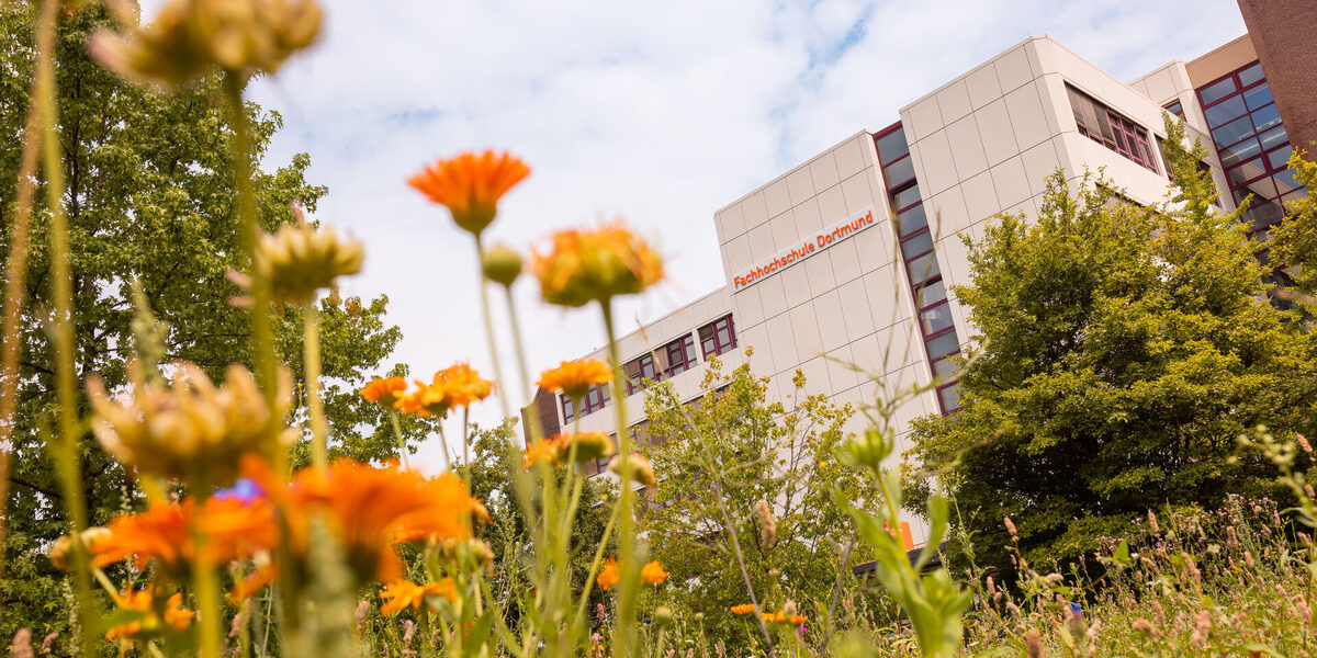 Foto von einer Blumenwiese im Fokus, im Hintergrund ist ein Gebäude erkennbar.