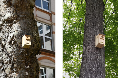 Zwei Motive zeigen jeweils einen Baum, an dem ein Vogelhaus aus Holz hängt.