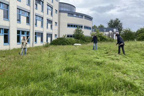 People mowing a meadow with a scythe