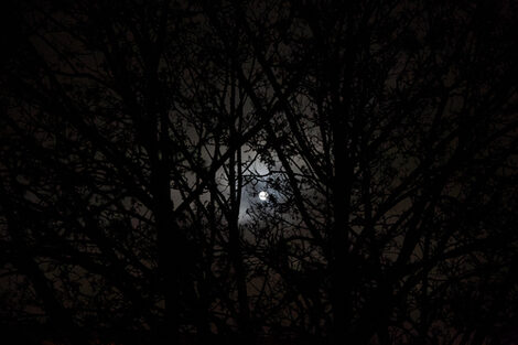 Der Mond leuchtet klein und weiß aus einem nachtschwarzen Himmel durch ein dichtes, dunkles Astgewirr mehrerer Bäume.