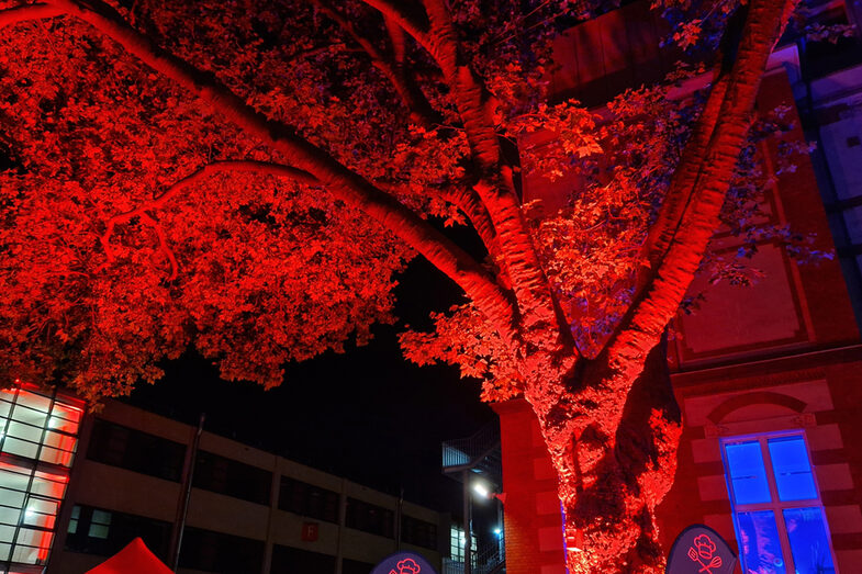 View at night from below into the crown of a deep orange illuminated plane tree.